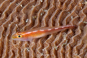 アカスジウミタケハゼ