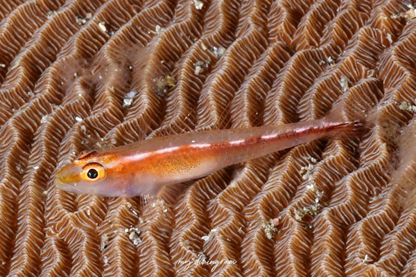 アカスジウミタケハゼ