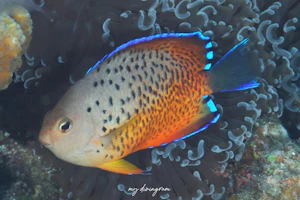 アカハラヤッコ