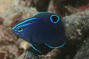 バローズダムゼル