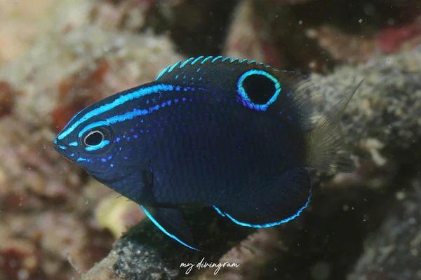 バローズダムゼル