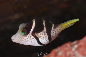 シマキンチャクフグ