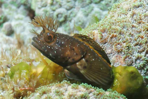 シズミイソコケギンポ近似種