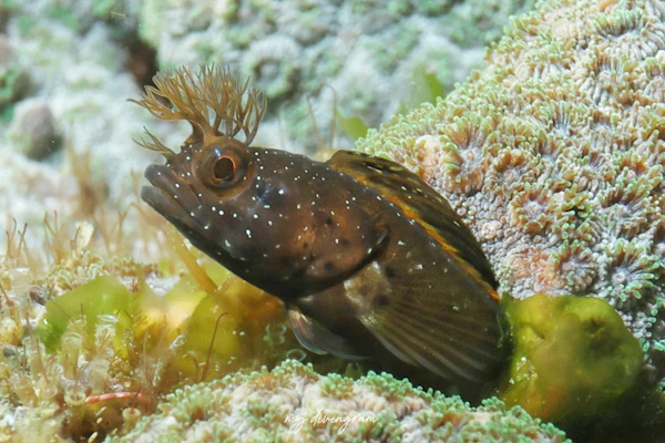 シズミイソコケギンポ近似種