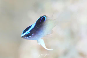 ローランドダムゼル