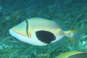 クラカケモンガラ