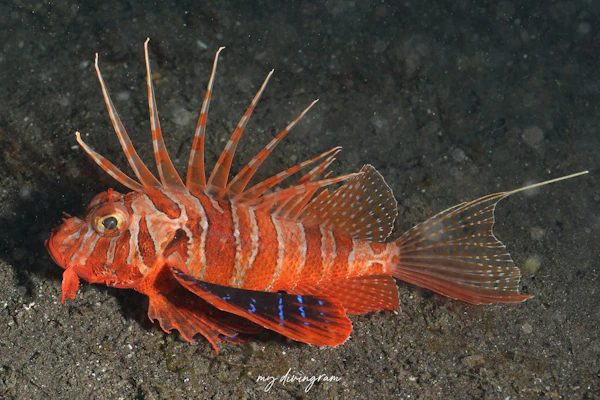 セトミノカサゴ