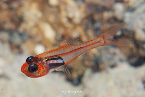 レッドフェイスカーディナルフィッシュ