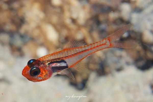 レッドフェイスカーディナルフィッシュ