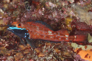 ヨゴレヘビギンポ