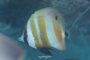 キスジゲンロクダイ