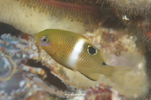 ハクセンスズメダイ