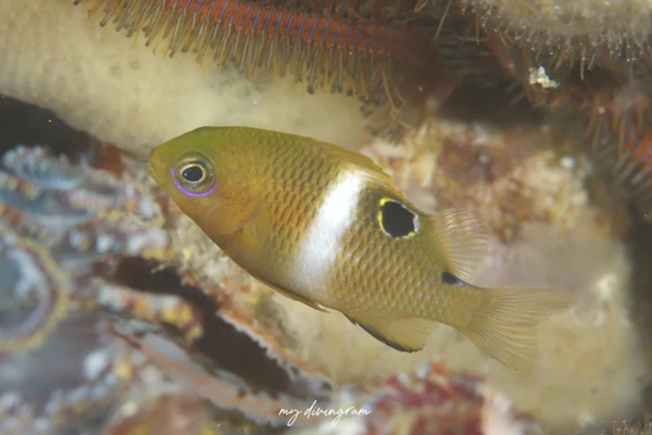 ハクセンスズメダイ