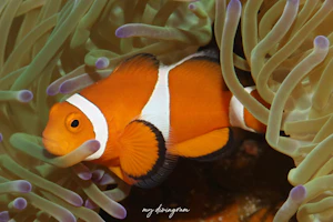 カクレクマノミ