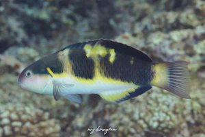 ヤンセンニシキベラ