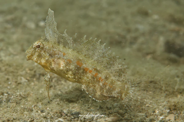 ハタタテギンポ