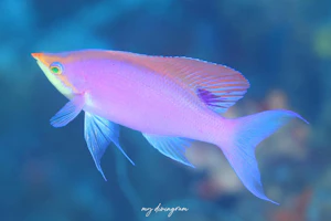 パープルビューティー