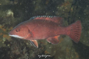 カリフォルニアシープヘッド