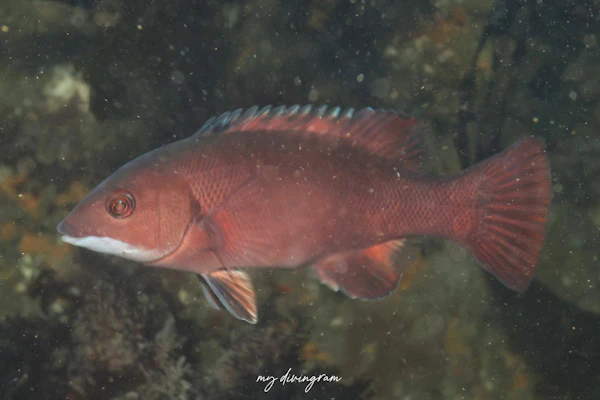 カリフォルニアシープヘッド