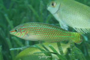 クマドリキュウセン