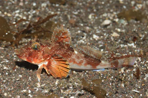 オニカナガシラ