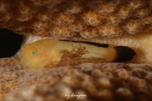 カサイダルマハゼ