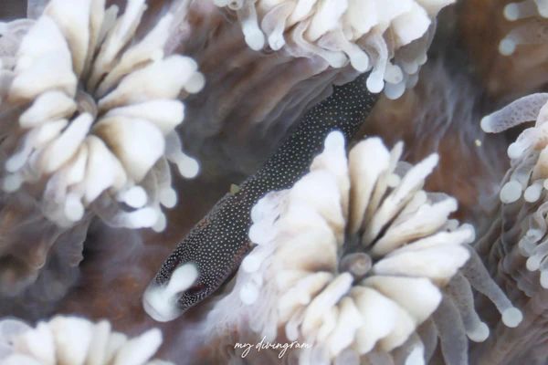 チンヨウジウオ