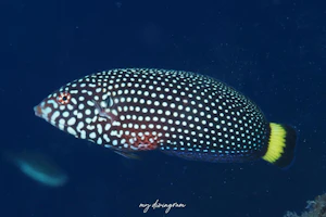 クロフチススキベラ