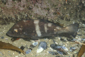 ブラッククローカー