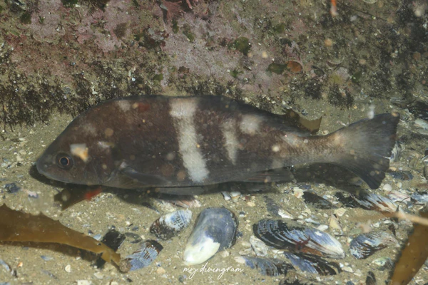 ブラッククローカー