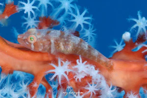 ウミショウブハゼ属の1種-3