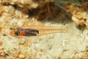 サクラテンジクダイ