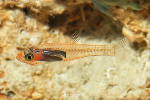 サクラテンジクダイ