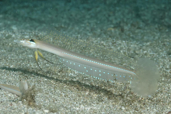 クロエリギンポ