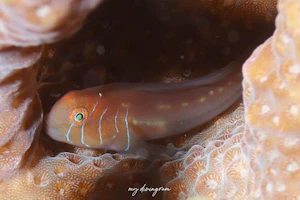 フタイロサンゴハゼ