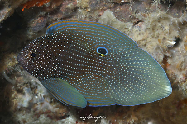 アーグスコメット