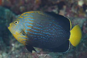 キンチャクダイ×キヘリキンチャクダイ