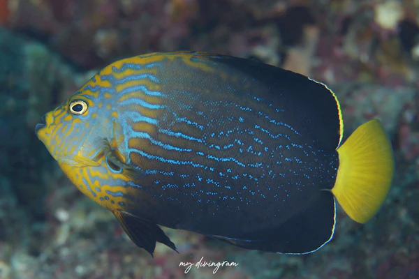 キンチャクダイ×キヘリキンチャクダイ