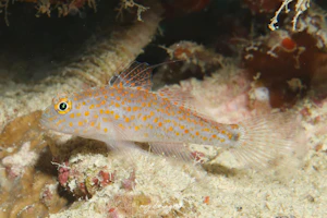 フタホシホシハゼ