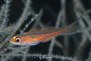 フォークテールピグミーゴビー