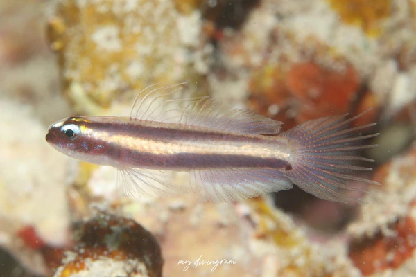 オヨギイソハゼ