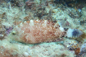 アカテンモチノウオ