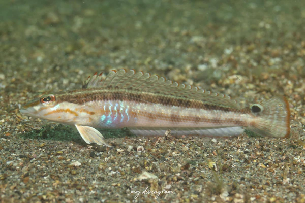 マトウトラギス