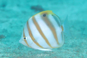 テンツキチョウチョウウオ