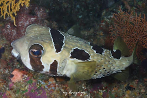 ヒトヅラハリセンボン