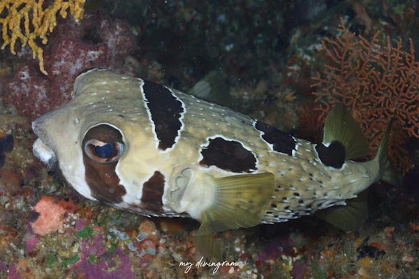 ヒトヅラハリセンボン