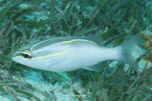 スリーラインドモノクルブリーム