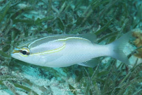 スリーラインドモノクルブリーム