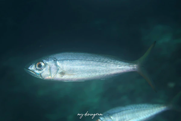 オオグチイシチビキ