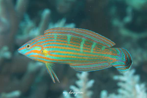 カザリキュウセン